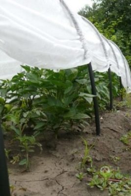 Парник «Подснежник» (37 фото): варианты «Урожайная» и «Подснежник Плюс» размером 4 метра, отзывы о теплице, как сделать своими руками, производитель «БашАгроПласт»
