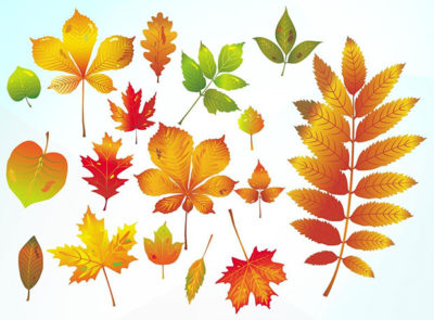 Different Autumn Vector Leaves