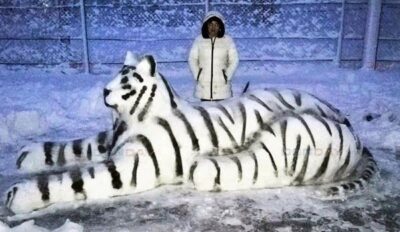 тигр 2022 из снега